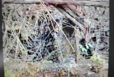 Teren 17,895mp Dorna-Arini / Prelungirea Cozanesti - 7