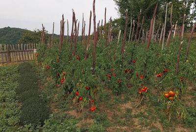 Casă cu 4 camere cu Teren 60000 Mp în Central - 2