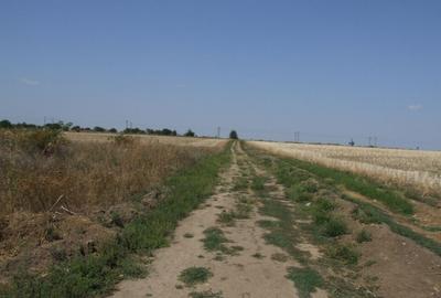 Domnesti-Ciocarliei(Afinului-Fragilor). - 8