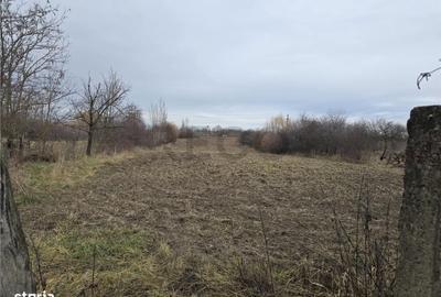 Casă cu 3 camere cu Teren 7900 Mp în Ciumeghiu - 3