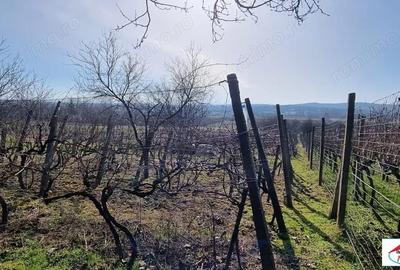 Teren de 1996 mp, în Viile Satu Mare - 6