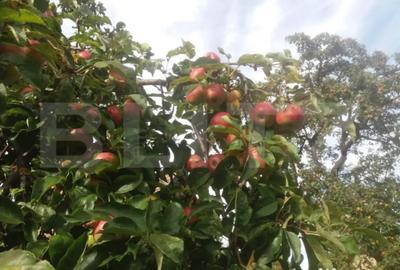 Casă cu 3 camere cu Canalizare în Baciu - 8