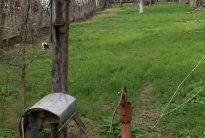 Casă cu 2 camere în Crivina - 3