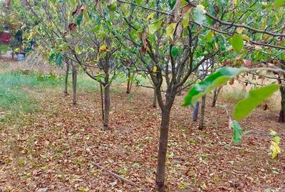 Vand casa + teren IEZURENI - 1