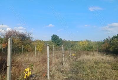 Vand casa comuna Cocu,sat Crucisoara Vand casa comuna Cocu,sat Crucisoara - 3