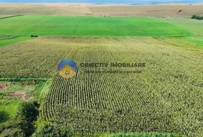 Teren de vanzare 9126 mp- comuna Stefan cel Mare - 1