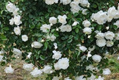 Casă cu 6 camere cu Teren 60000 Mp în Zvoriștea - 7