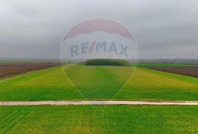 Proprietate specială, de 430,000 mp, în Adunații-Copăceni - 7