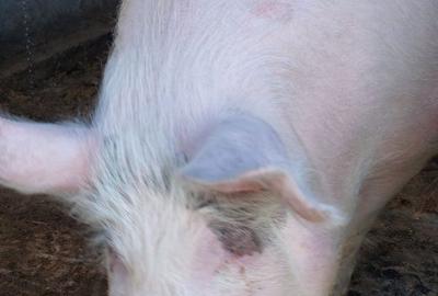 Apartament în Izvoru Ampoiului - 1