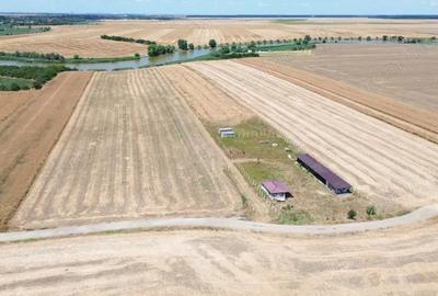 Teren de 6500 mp, în Frumușani - 11