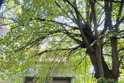 Casă cu 7 camere cu Canalizare în Domenii - 5