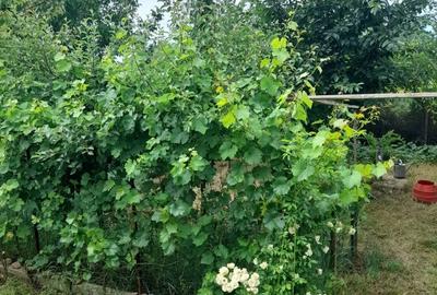 Casă cu 6 camere cu Teren 498 Mp în Peciu Nou - 1