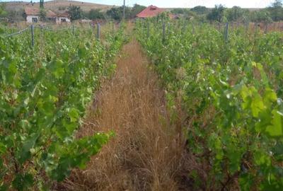 Casă cu 3 camere în Mircea Vodă - 1