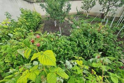 Poveste saseasca la umbra vitei de vie, cu crama si gradina cu flori, Central Co - 36