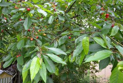 Vila de vanzare in orasul Valenii de Munte ,PH - 10