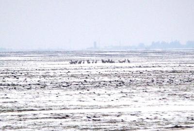 Teren Construcții intravilan de 1480 mp, în Frumușani - 3