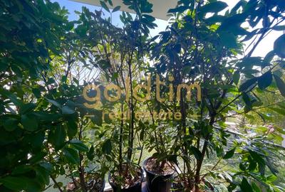 NEW/ONE FLOREASCA LAKE/UNDERGROUND PARKING - 11