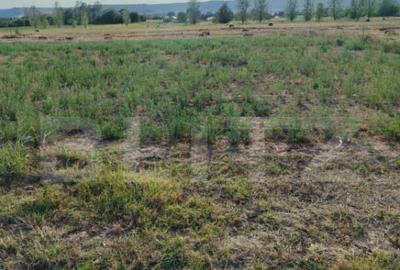 Teren intravilan 2895 mp, Gogosu Dolj - 2