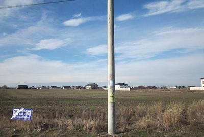 Domnesti-Crengutei-Narciselor - 11