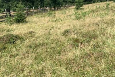 Teren Construcții intravilan de 9908 mp, în Dorna-Arini - 14