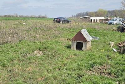 Teren agricol extravilan de 7000 mp, în Afumați - 3