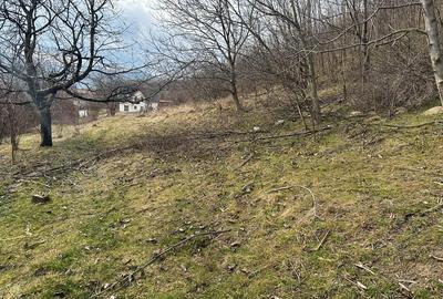 Teren intravilan 5.000 mp Cisnadioara / jud. Siibu - 3