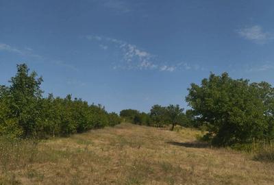 Teren de 3400 mp, în Daia - 4