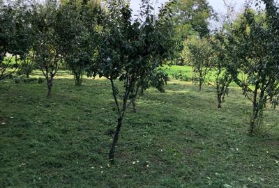 Casă cu 4 camere în Șicula - 8