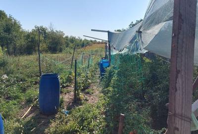 Vanzare teren intravilan 4.342 mp | Saftica - DN1 | Ilfov - 3