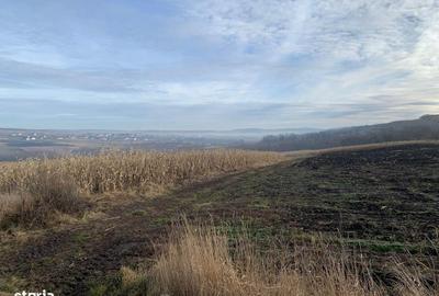Teren de 7800 mp, în Vicovu de Sus - 5