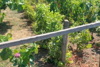 Casă cu 4 camere cu Teren 945 Mp în Cobadin - 12