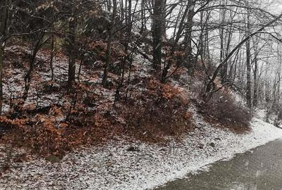 Teren de 4220 mp, în Bușteni - 4