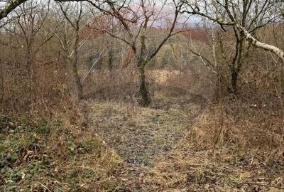 Teren agricol extravilan de 2900 mp, în Independenței - 12