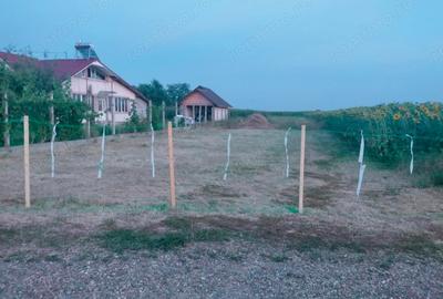 Teren de 1460 mp, în Siretu (Săucești) - 2