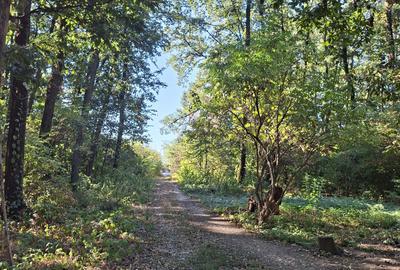 Teren de 2000 mp, în Petrești - 8