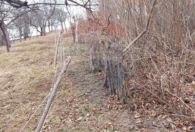 Teren Construcții intravilan de 2710 mp, în Schei - 10