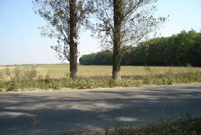 Teren Extravilan langa padure, Gruiu, Snagov - 1