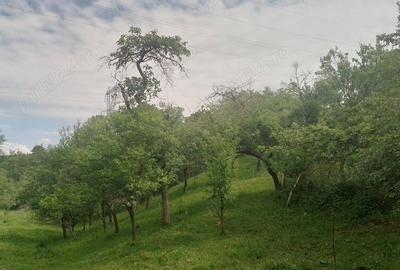 Casă cu 5 camere cu Teren 200000 Mp în Șerel - 1