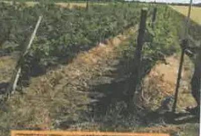 Teren extravilan Pietroasele, ID: R2586802 - 12