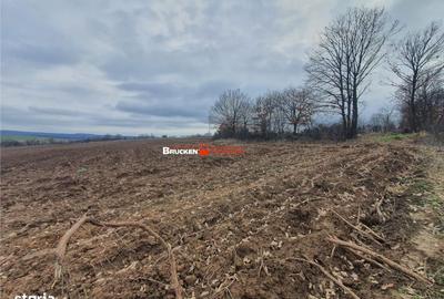 Teren de 13400 mp, în Viișoara - 3