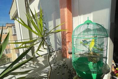 Apartament cu 3 camere decomandat în Paltiniș - 8