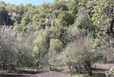 Casă cu 5 camere în Roșia de Amaradia - 4