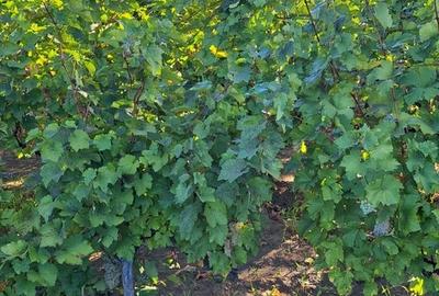 Galati, 1 ha vita de vie si casa 3 cam, pretabil amenajare turism viticol - 18