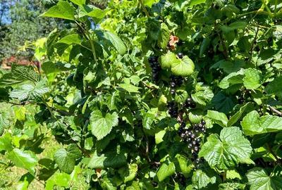 Casa armonios compartimentata, 834 mp teren, Ilieni, Covasna: FILM! - 3