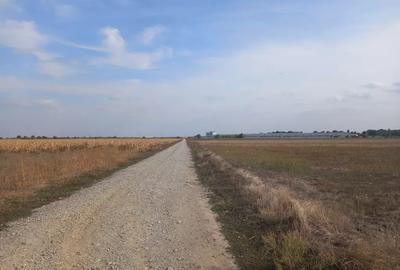 Teren de 10000 mp, în Dascălu - 6