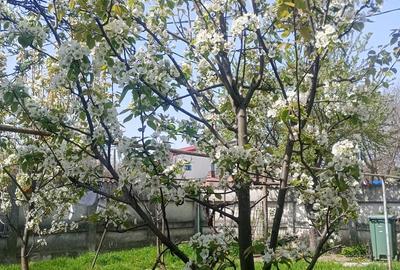 Casă cu 3 camere cu Teren 390 Mp în Jiului - 14
