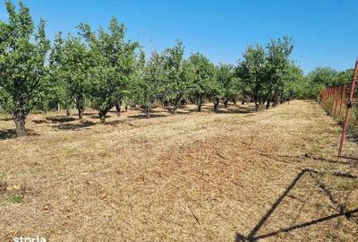 Teren de 1600 mp, în Bârnova - 2