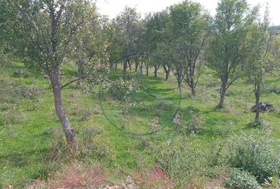 Teren de 10000 mp, în Central - 2