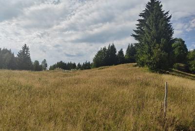 Teren Colibita - 2 hectare - acces direct din drumul 173 D - 5