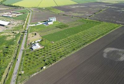 Livada de nuci ?i pruni 2.4ha in Varia?ul Mare - 16